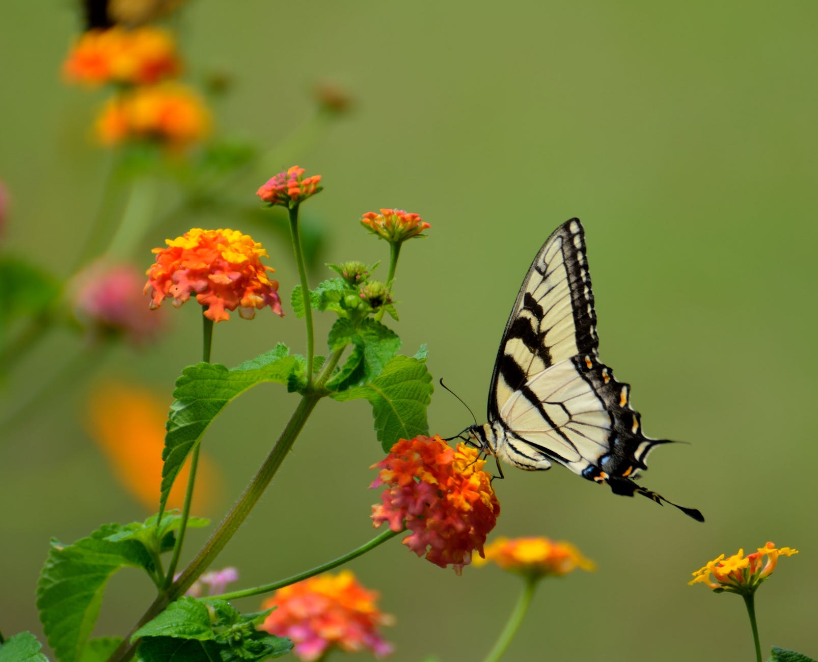 This image has an empty alt attribute; its file name is swallow-tail-butterfly-insect-black-158617.jpeg